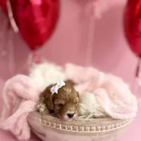 Pearl , a female Cavapoo and Cavalier King Charles Spaniel for sale in Snow Hill, NC – Photo 1 of 3