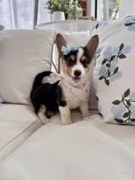 Mable , a female Pembroke Welsh Corgi for sale in Snow Hill, NC – 4 of 5