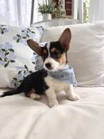 Bryn, a female Pembroke Welsh Corgi for sale in Snow Hill, NC – 2 of 4