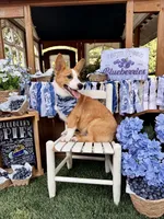 Rocky, a male Pembroke Welsh Corgi for sale in Snow Hill, NC – 3 of 4