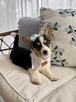Mable , a female Pembroke Welsh Corgi for sale in Snow Hill, NC – 5 of 5