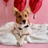 Max, a male Pembroke Welsh Corgi for sale in Snow Hill, NC – Photo 1 of 3