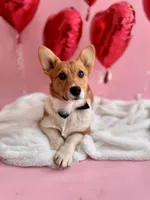 Max, a male Pembroke Welsh Corgi for sale in Snow Hill, NC – Photo 1 of 3