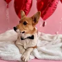 Max, a male Pembroke Welsh Corgi for sale in Snow Hill, NC – Photo 3 of 3