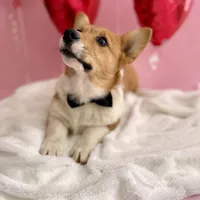 Max, a male Pembroke Welsh Corgi for sale in Snow Hill, NC – Photo 2 of 3