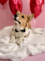 Max, a male Pembroke Welsh Corgi for sale in Snow Hill, NC – Photo 2 of 3