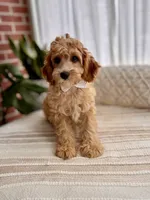 Max, a male Cavapoo for sale in Snow Hill, NC – 4 of 5
