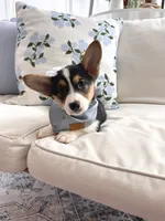 Bryn, a female Pembroke Welsh Corgi for sale in Snow Hill, NC – 4 of 4