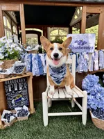 Rocky, a male Pembroke Welsh Corgi for sale in Snow Hill, NC – 2 of 4