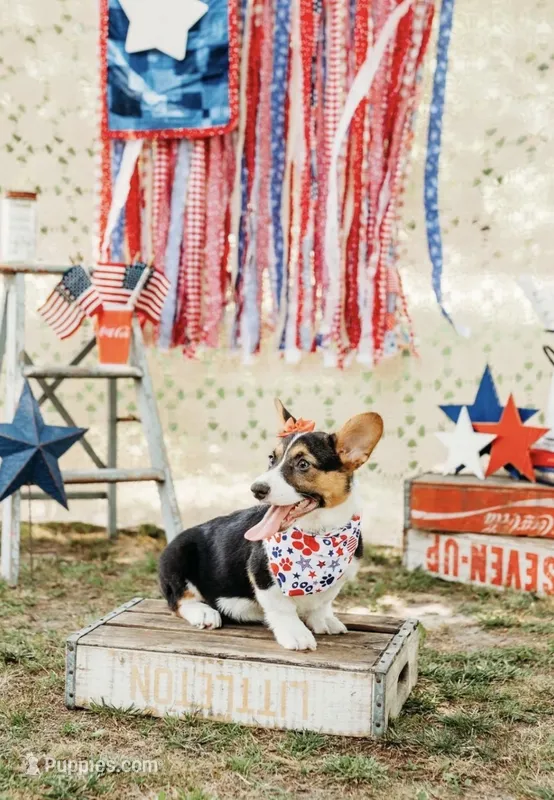 Bryn – Pembroke Welsh Corgi puppy for sale in Snow Hill, NC