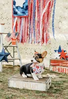 Bryn, a female Pembroke Welsh Corgi for sale in Snow Hill, NC – 1 of 2