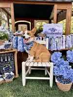 Rocky, a male Pembroke Welsh Corgi for sale in Snow Hill, NC – 4 of 4
