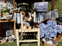 Bandit, a male Pembroke Welsh Corgi for sale in Snow Hill, NC – 2 of 3