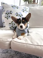 Bryn, a female Pembroke Welsh Corgi for sale in Snow Hill, NC – 3 of 4