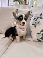 Mable , a female Pembroke Welsh Corgi for sale in Snow Hill, NC – 3 of 5