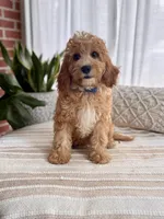 Archie, a male Cavapoo for sale in Snow Hill, NC – 5 of 5