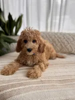 Archie, a male Cavapoo for sale in Snow Hill, NC – 4 of 5
