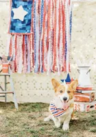 Winston , a male Pembroke Welsh Corgi for sale in Snow Hill, NC – 2 of 2