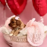 Ruby, a female Cavapoo and Cavalier King Charles Spaniel for sale in Snow Hill, NC – Photo 2 of 3