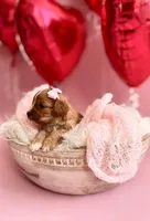 Ruby, a female Cavapoo and Cavalier King Charles Spaniel for sale in Snow Hill, NC – Photo 2 of 3