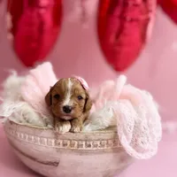 Ruby, a female Cavapoo and Cavalier King Charles Spaniel for sale in Snow Hill, NC – Photo 1 of 3