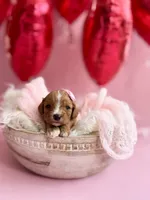 Ruby, a female Cavapoo and Cavalier King Charles Spaniel for sale in Snow Hill, NC – Photo 1 of 3