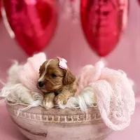 Ruby, a female Cavapoo and Cavalier King Charles Spaniel for sale in Snow Hill, NC – Photo 3 of 3