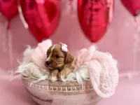 Ruby, a female Cavapoo and Cavalier King Charles Spaniel for sale in Snow Hill, NC – Photo 3 of 3