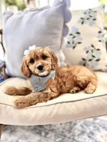 Ruby, a female Cavapoo and Cavalier King Charles Spaniel for sale in Snow Hill, NC – 2 of 3