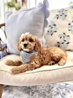 Ruby, a female Cavapoo and Cavalier King Charles Spaniel for sale in Snow Hill, NC – 3 of 3
