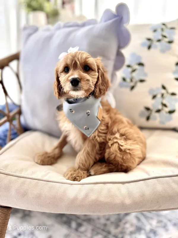 Ruby – Cavapoo, Cavalier King Charles Spaniel puppy for sale in Snow Hill, NC
