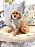 Ruby, a female Cavapoo and Cavalier King Charles Spaniel for sale in Snow Hill, NC – 1 of 3