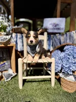 Bandit, a male Pembroke Welsh Corgi for sale in Snow Hill, NC – 1 of 3