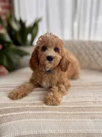 Archie, a male Cavapoo for sale in Snow Hill, NC – 3 of 5