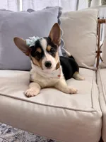 Mable , a female Pembroke Welsh Corgi for sale in Snow Hill, NC – 2 of 5
