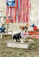 Bryn, a female Pembroke Welsh Corgi for sale in Snow Hill, NC – 2 of 2