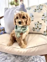 Lottie, a female Cavapoo and Cavalier King Charles Spaniel for sale in Snow Hill, NC – Photo 3 of 3