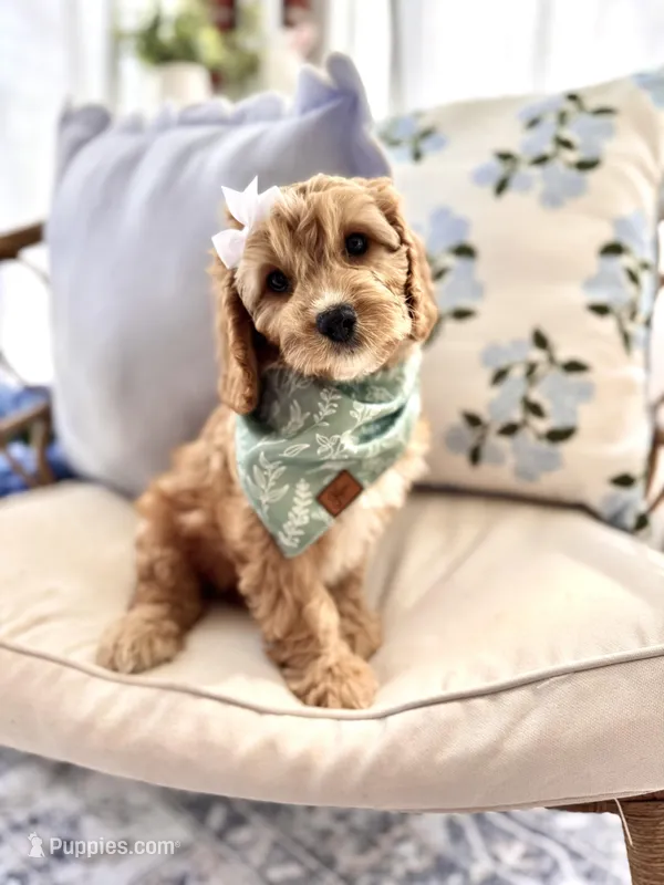 Lottie – Cavapoo, Cavalier King Charles Spaniel puppy for sale in Snow Hill, NC