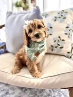 Lottie, a female Cavapoo and Cavalier King Charles Spaniel for sale in Snow Hill, NC – Photo 1 of 3