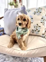 Lottie, a female Cavapoo and Cavalier King Charles Spaniel for sale in Snow Hill, NC – Photo 2 of 3