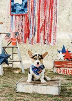 Mable , a female Pembroke Welsh Corgi for sale in Snow Hill, NC – 2 of 4