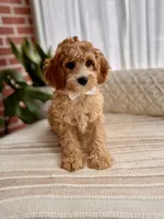 Max, a male Cavapoo for sale in Snow Hill, NC – 5 of 5