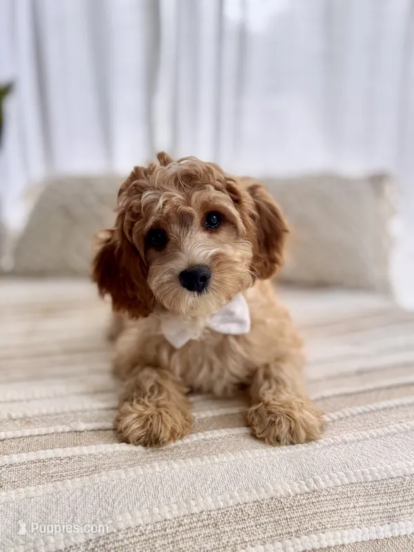 Max – Cavapoo puppy for sale in Snow Hill, NC