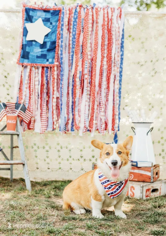 Winston  – Pembroke Welsh Corgi puppy for sale in Snow Hill, NC