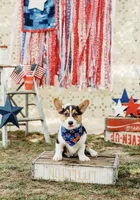 Mable , a female Pembroke Welsh Corgi for sale in Snow Hill, NC – 1 of 4