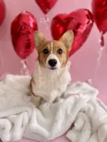 Bailey, a female Pembroke Welsh Corgi for sale in Snow Hill, NC – Photo 2 of 3