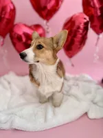 Bailey, a female Pembroke Welsh Corgi for sale in Snow Hill, NC – Photo 3 of 3