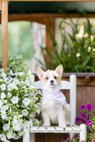 Willow, a female Pembroke Welsh Corgi for sale in Snow Hill, NC – Photo 2 of 3