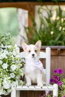 Willow, a female Pembroke Welsh Corgi for sale in Snow Hill, NC – Photo 1 of 3