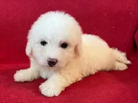 Bichon Girl - Solid White, a female Bichon Frise for sale in Gray Court, SC – 6 of 8